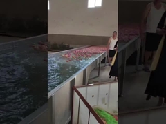 フルーツのクリーニングおよび選択機械